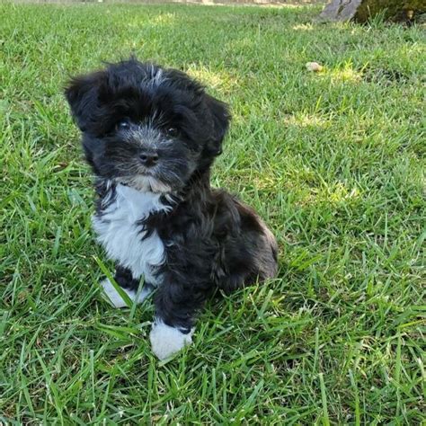 #1 | Cute Black Havanese Puppy For Sale