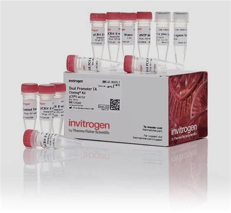 TA Cloning™ Kit, Dual Promoter, with pCR™II Vector, without competent cells