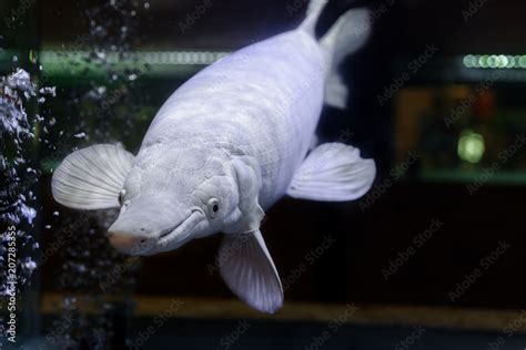 Albino Alligator Gar or Atractosteus spatula, Aligator Platinum fish ...