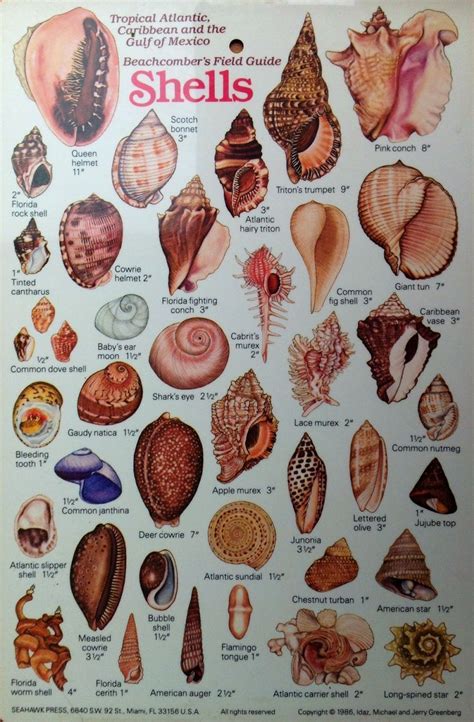 Image result for Shell Identification Chart pacific coast | Shells and ...