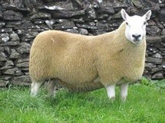 Cheviot Sheep Breed Information, History & Facts - RaisingSheep.net