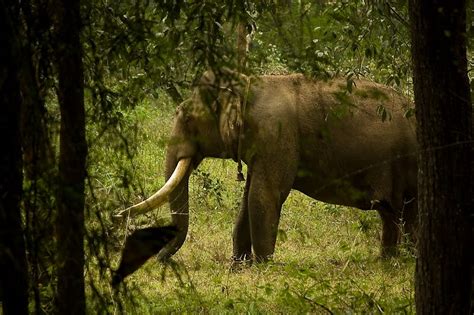 Wayanad Wildlife sanctuary