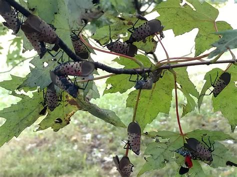 Study examines feeding damage caused by spotted lanternflies on young ...