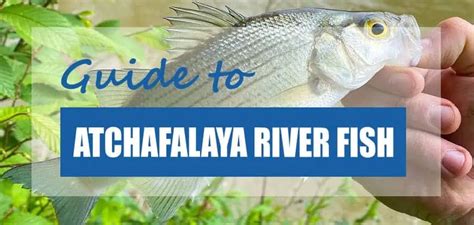 20 Fish Species in the Atchafalaya River (Updated) - Pond Informer