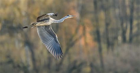 Flying Grey Heron · Free Stock Photo