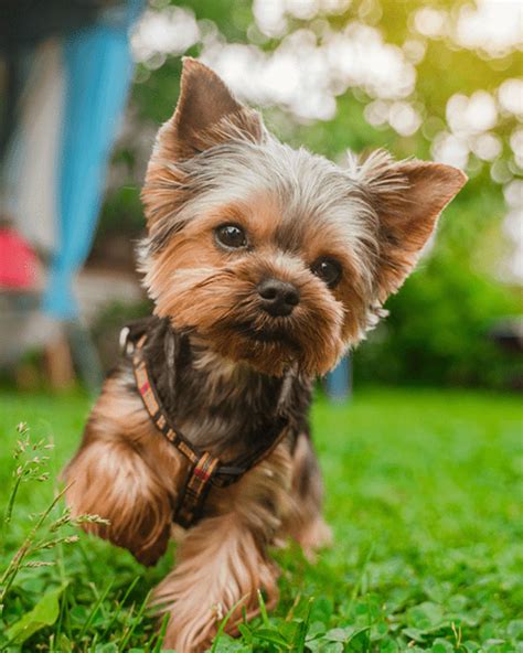 Smallest Dog in the World: 18 Pocket Sized Pooches