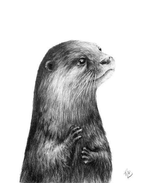 a black and white drawing of a groundhog looking up at the sky with its ...