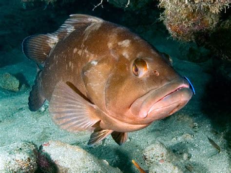 Grouper, Red - South Atlantic Fishery Management Council