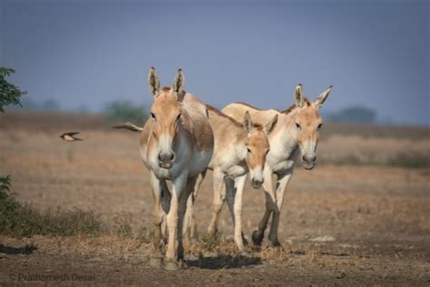 Rann Of Kutch - Nature Explorers India