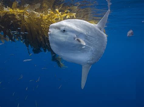 Ocean Sunfish – "OCEAN TREASURES" Memorial Library