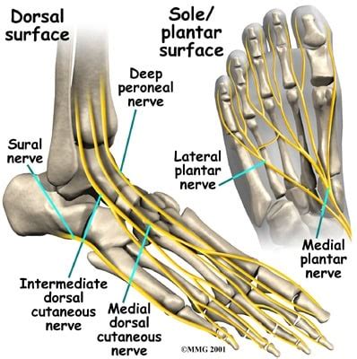 Foot Anatomy and Function | पाद | pāda – Elliottelford.com