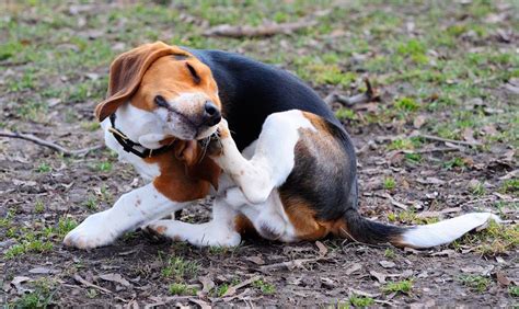 News - Itchy skin allergies in dogs linked to problem behaviour, says ...