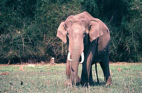 Talakaveri Wildlife Sanctuary in Bhagamandala, Karnataka ...