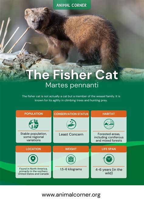 Fisher Cat - Master Hunters In Canada's Forests - Animal Corner