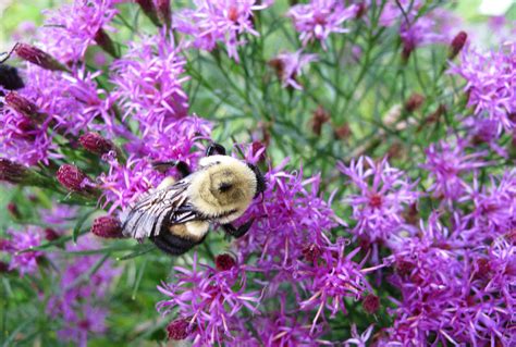 Vernonia | Stonehouse Nursery