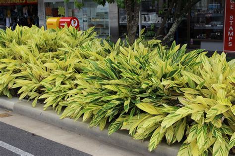 Shell Ginger (Alpinia zerumbet) - Plant Profile - Oxley Nursery, Brisbane