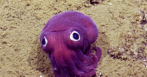 Googly-eyed purple squid sighting delights scientists - CBS News