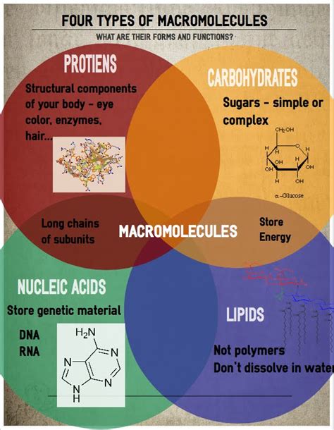 Properties of Biological Macromolecules Study Guide - Inspirit