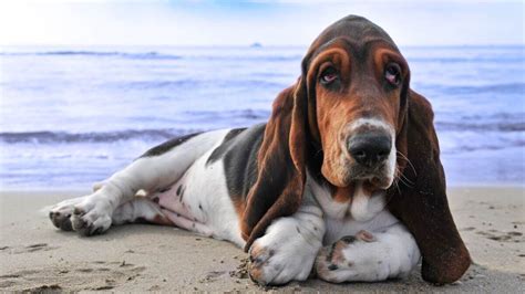 209+ Basset Hound Names (BEST 2024 Ideas) - Blog Of Tom