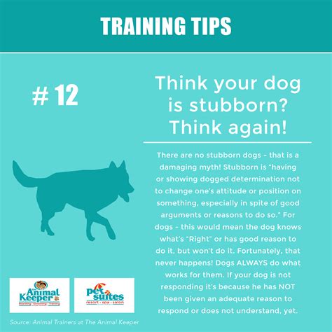 Training Tip #12 – Think your dog is stubborn? Think again! - The ...