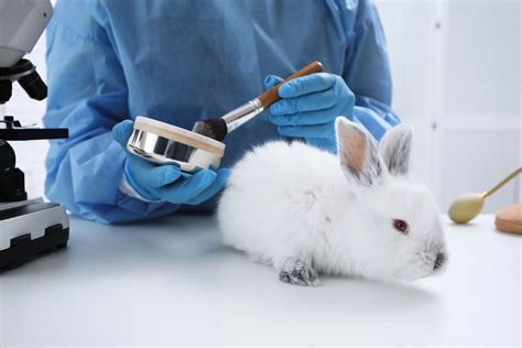 Everything You Need to Know About Animal Testing for Cosmetics