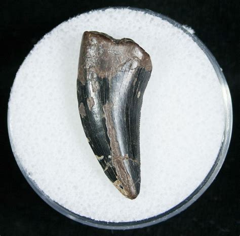 Large 1.07 Inch Raptor Tooth - Montana For Sale (#5674) - FossilEra.com