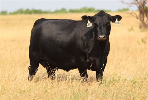 Black Angus Cows for Sale