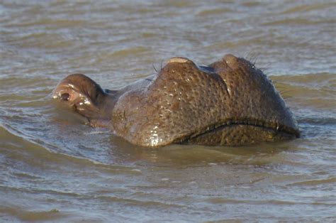 Hippos at St. Lucia Estuary