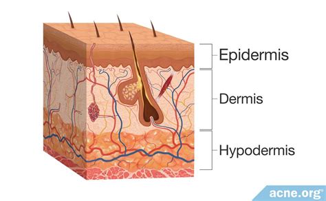 Human Skin: Basic Anatomy and Functions - Acne.org