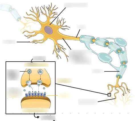 Lecture 4: Nervous Tissue Diagram | Quizlet