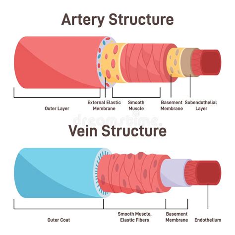 Artery Vs Vein Structure Anatomical Differences Of Blood Vessels Stock ...