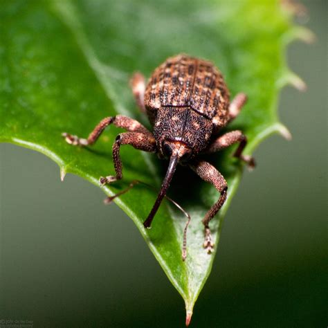 Weevil | I did pretty good on Florida weevils it seems. I ha… | Flickr