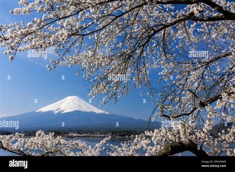 Mount Fuji with cherry blossom Stock Photo - Alamy