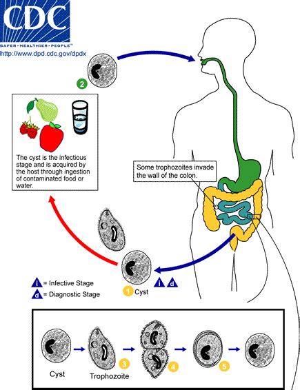 Parasitetesting