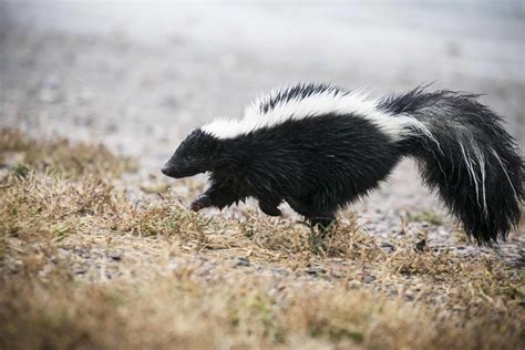 What to Feed Your Pet Skunk | PetHelpful