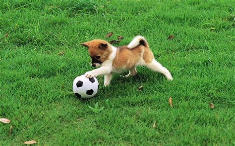 HD wallpaper: dog high resolution widescreen, grass, ball, mammal ...