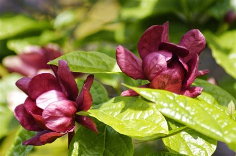 20+ Calycanthus Sweet Shrub