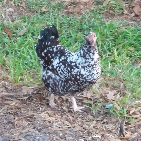 Jubilee Orpington or Speckled Sussex? | BackYard Chickens - Learn How ...