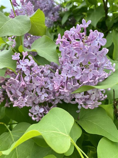 Photos of blooming lilacs. Beautiful lilac bush close-up. 8056537 Stock ...