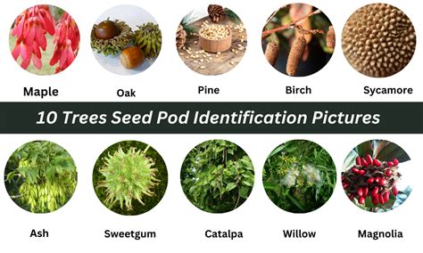 Tree seed pod identification guide | by Dr Ahsanur Rahman, PHD | Medium