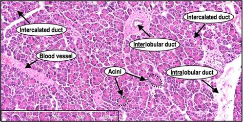 Pin op Histology