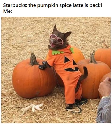 47 Pumpkin Spice Memes, Because We've Got Pumpkin Spice Everything Else