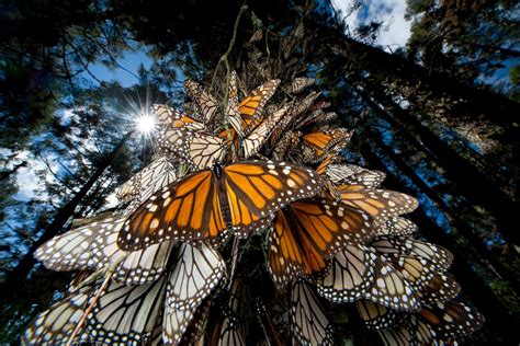 Monarch Butterflies Migrate 3,000 Miles