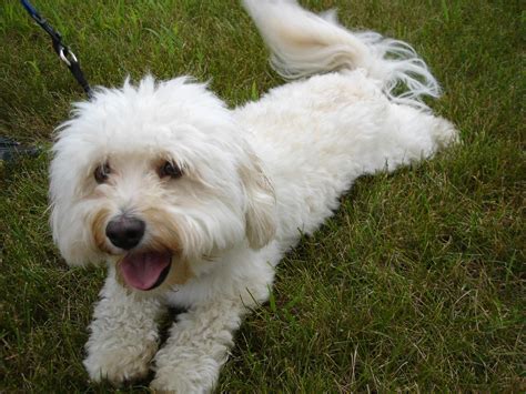 Havanese Dog Breed » Information, Pictures, & More