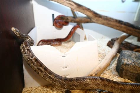 Snake in cage 2 :: Understanding Animal Research