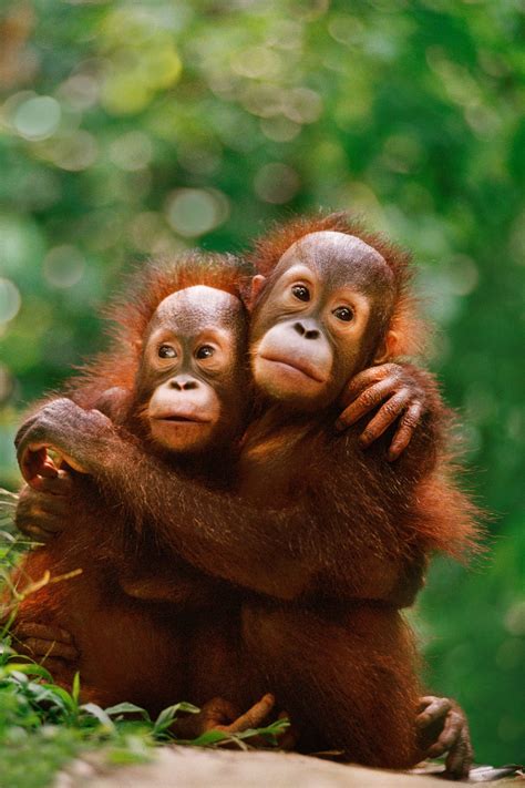 Two young Bornean orangutans hug, in the Sepilok Reserve, Borneo ...