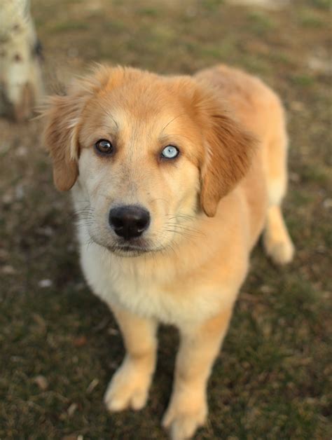 The Golden Retriever - cuteanimalsworld