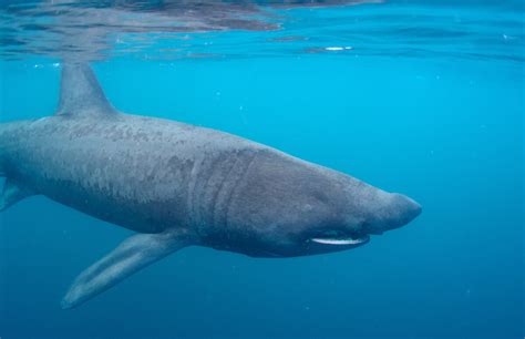 Can the Basking Shark Close its Mouth? - Basking Shark Scotland