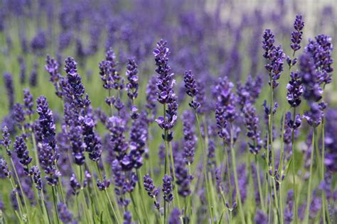 Field Of Lavender Free Stock Photo - Public Domain Pictures