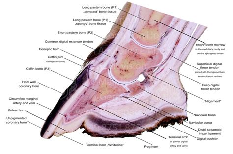 Horse hoof anatomy teaching chart sectional anatomical equine | Etsy